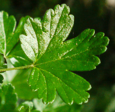 image of Ribes echinellum, Miccosukee Gooseberry, Spiny Gooseberry, Florida Gooseberry