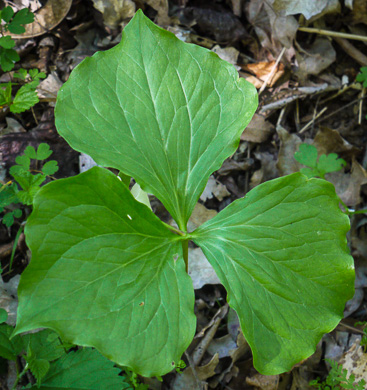 image of Trillium rugelii, Southern Nodding Trillium