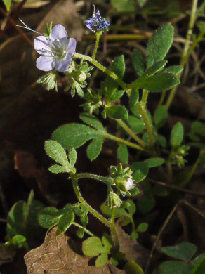 image of Phacelia dubia var. dubia, Appalachian Phacelia, Smallflower Phacelia, Small-flowered Scorpion Weed