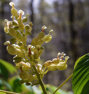 image of Aesculus flava, Yellow Buckeye