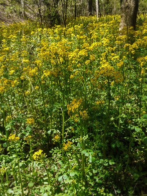 image of Packera glabella, Butterweed, Smooth Ragwort, Smooth Groundsel, Yellowtop