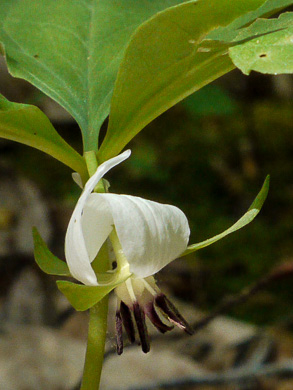 image of Trillium rugelii, Southern Nodding Trillium