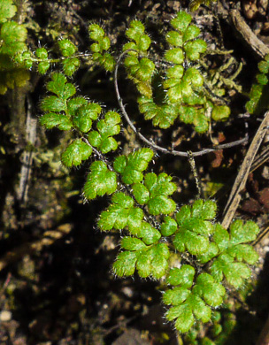 Hairy Lipfern