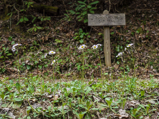 image of Erigeron pulchellus var. pulchellus, Robin's Plantain