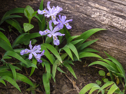 image of Iris cristata, Dwarf Crested Iris