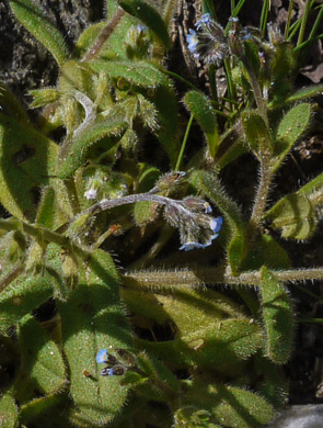 image of Myosotis stricta, Blue Scorpion-grass