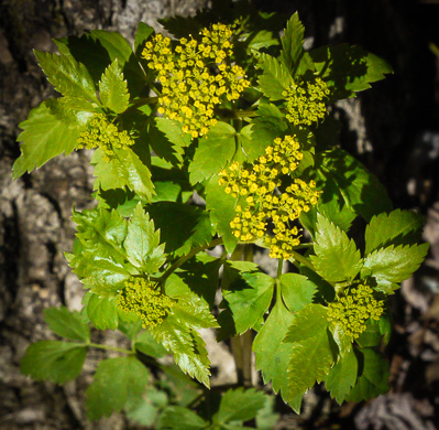 image of Thaspium barbinode, Hairy-jointed Meadow-parsnip