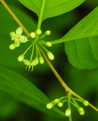 image of Ilex ambigua, Carolina Holly