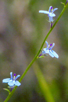 image of Lobelia nuttallii, Nuttall's Lobelia