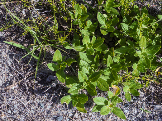 image of Richardia brasiliensis, Brazilian-clover, Tropical Mexican-clover, Tropical Richardia