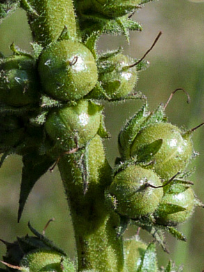 image of Verbascum virgatum, Wand Mullein, Twiggy Mullein, Moth Mullein