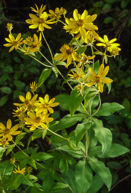 image of Coreopsis major var. major, Whorled Coreopsis, Woodland Coreopsis