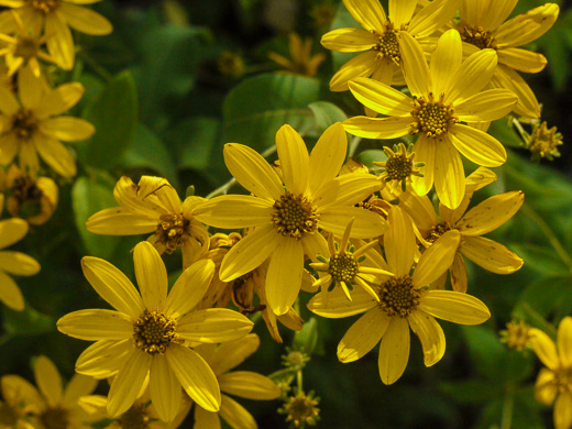 image of Coreopsis major var. major, Whorled Coreopsis, Woodland Coreopsis