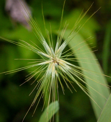 image of Elymus hystrix var. hystrix, Common Bottlebrush Grass, Eastern Bottlebrush-grass