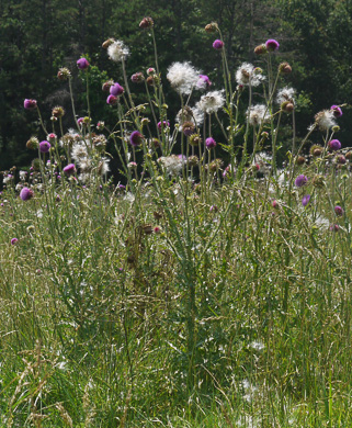 image of Carduus nutans, Nodding Thistle, Musk Thistle