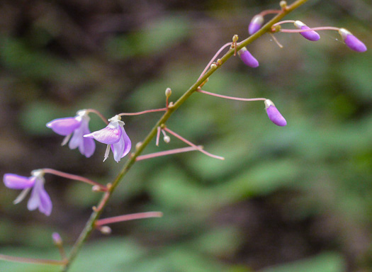 image of Hylodesmum nudiflorum, Naked Tick-trefoil, Naked-flowered Tick Trefoil, Woodland Tick-trefoil