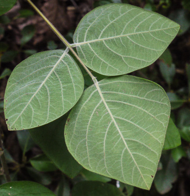 image of Desmodium viridiflorum, Velvety Tick-trefoil, Velvety Tick-clover