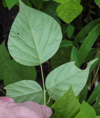 image of Hylodesmum glutinosum, Heartleaf Tick-trefoil, Clusterleaf Tick-trefoil, Pointedleaf Tick-Trefoil