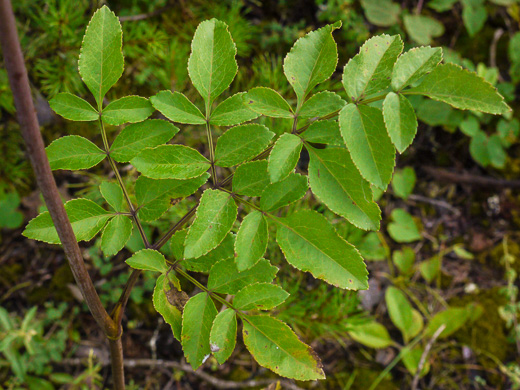 image of Angelica venenosa, Hairy Angelica, Downy Angelica, Deadly Angelica, Woodland Angelica