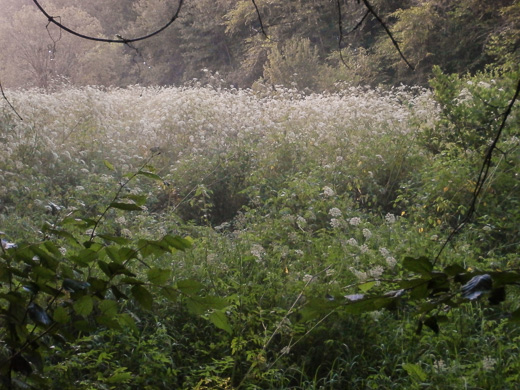 image of Cicuta maculata var. maculata, Water-hemlock, Spotted Cowbane