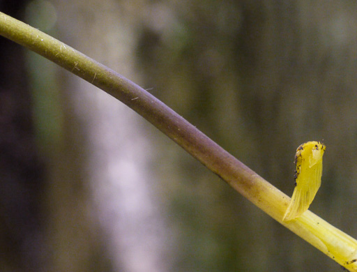 image of Hydrastis canadensis, Goldenseal