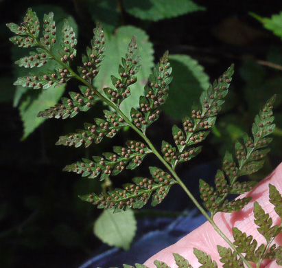 image of Cystopteris protrusa, Lowland Bladder Fern, Spreading Bladder Fern