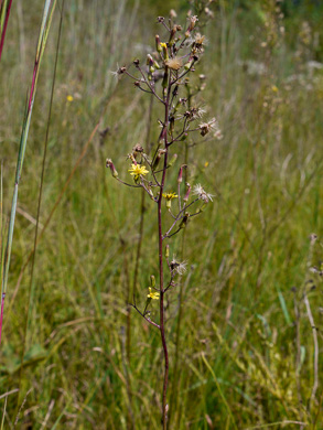 image of Hieracium gronovii, Hairy Hawkweed, Beaked Hawkweed