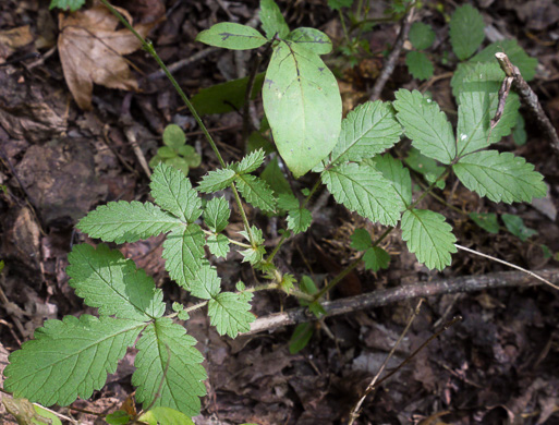 image of Agrimonia pubescens, Downy Agrimony