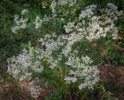 image of Eupatorium torreyanum, Torrey's Thoroughwort, Torrey's Eupatorium