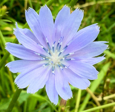 image of Cichorium intybus, Chicory, Blue-sailors, Succory