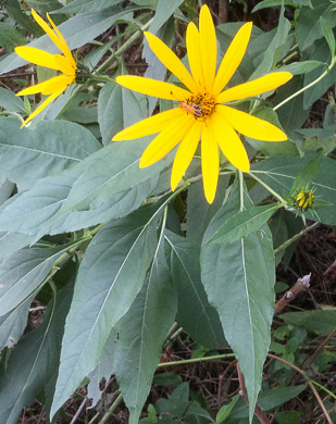 image of Helianthus decapetalus, Thinleaf Sunflower, Forest Sunflower