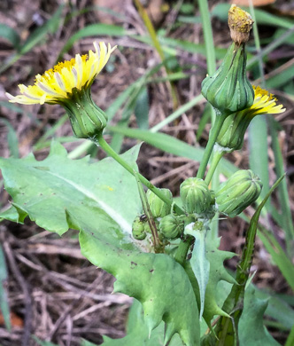 image of Sonchus asper, Prickly Sowthistle, Spiny-leaf Sowthistle