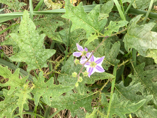 image of Solanum carolinense var. carolinense, Carolina Horsenettle, Ball-nettle