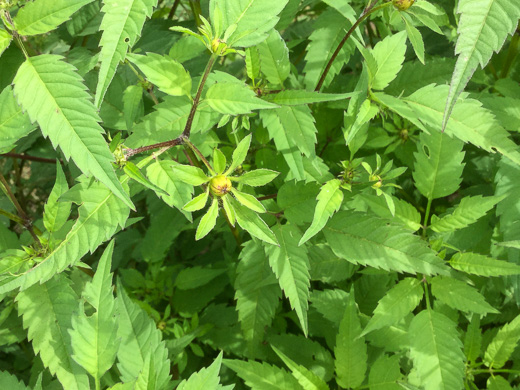 image of Bidens frondosa, Devil's Beggarticks, Annual Beggarticks