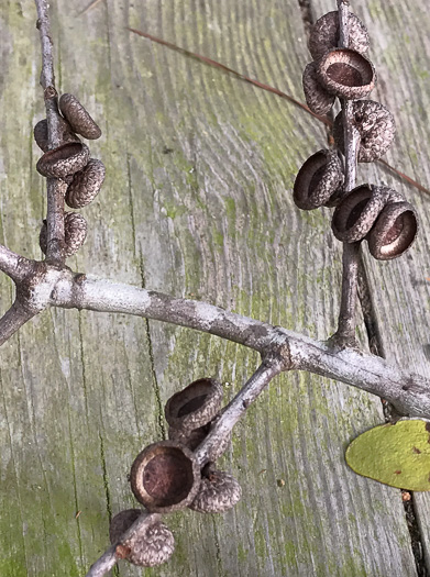 image of Quercus nigra, Water Oak, Paddle Oak