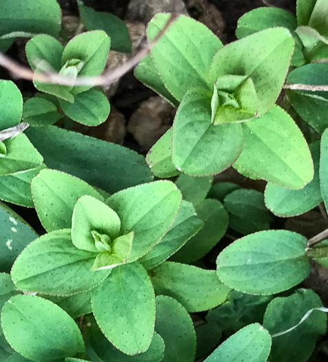 image of Hypericum punctatum, Spotted St. Johnswort