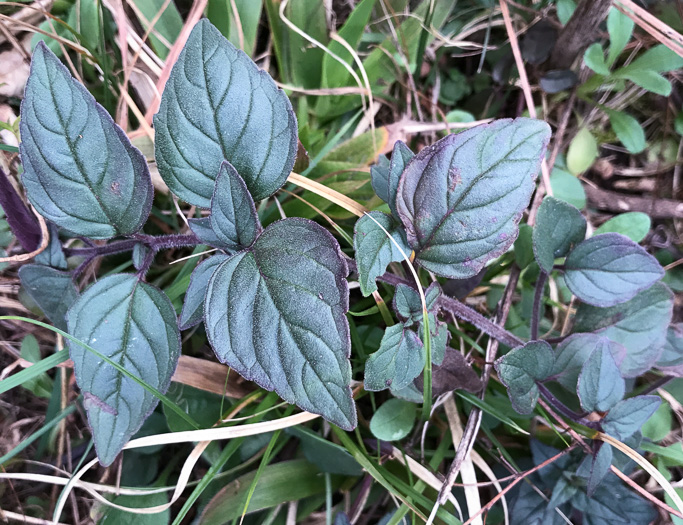 image of Pycnanthemum pycnanthemoides var. pycnanthemoides, Woodland Mountain-mint, Southern Mountain-mint