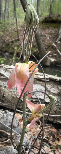 image of Carya ovata, Common Shagbark Hickory