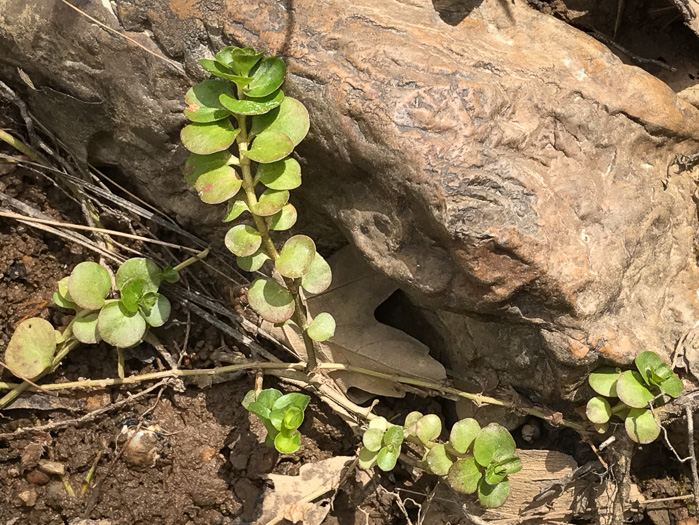 image of Lysimachia nummularia, Moneywort, Creeping Jenny, Creeping Charlie