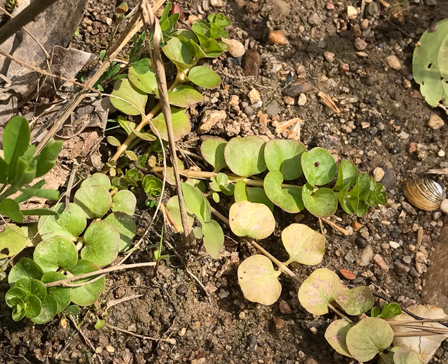 image of Lysimachia nummularia, Moneywort, Creeping Jenny, Creeping Charlie