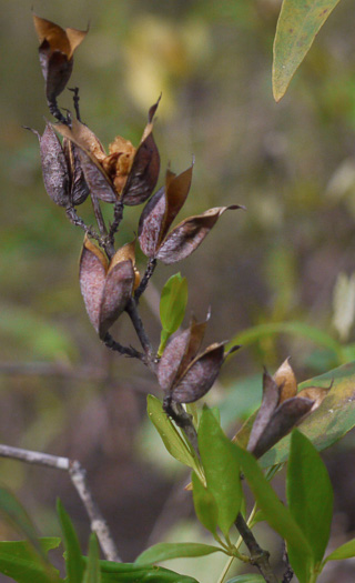 image of Gelsemium sempervirens, Carolina Jessamine, Yellow Jessamine