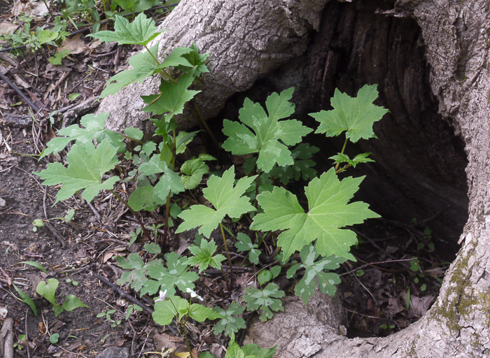 image of Hydrophyllum canadense, Mapleleaf Waterleaf, Broadleaf Waterleaf, Canada Waterleaf, Bluntleaf Waterleaf