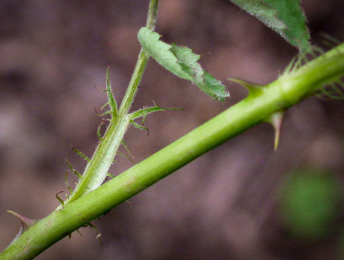 image of Rosa multiflora, Multiflora Rose