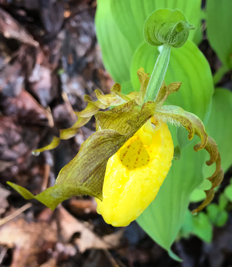 image of Cypripedium parviflorum var. pubescens, Large Yellow Lady's Slipper