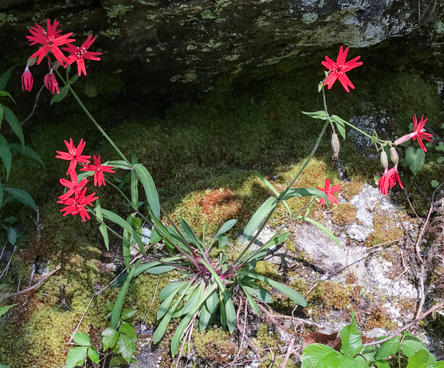 image of Silene virginica var. virginica, Fire-pink