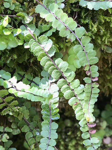 Maidenhair Spleenwort