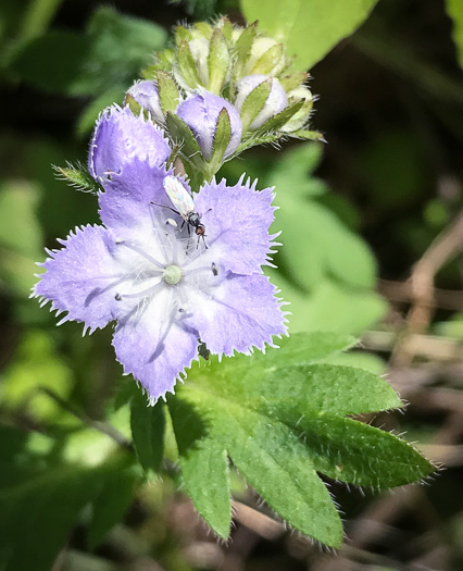 image of Phacelia purshii, Miami-mist