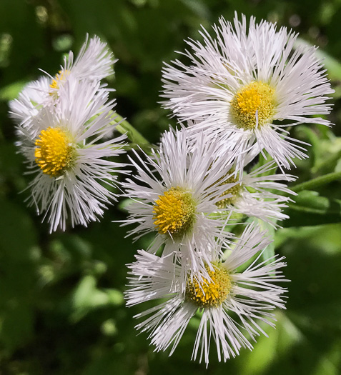 image of Erigeron philadelphicus var. philadelphicus, Daisy Fleabane, Philadelphia Fleabane, Philadelphia-daisy, Common Fleabane