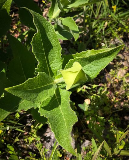 image of Tetragonotheca helianthoides, Pineland Squarehead, Pineland-ginseng