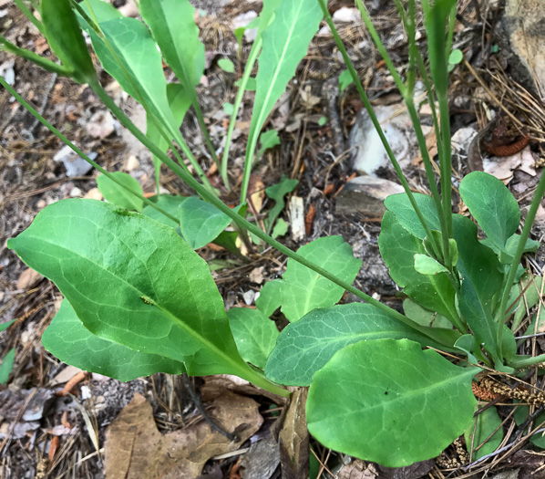 image of Krigia biflora ssp. biflora, Orange Dwarf-dandelion, Two-flower Dwarf-dandelion, Two-flower Cynthia, Twin-flowered Cynthia